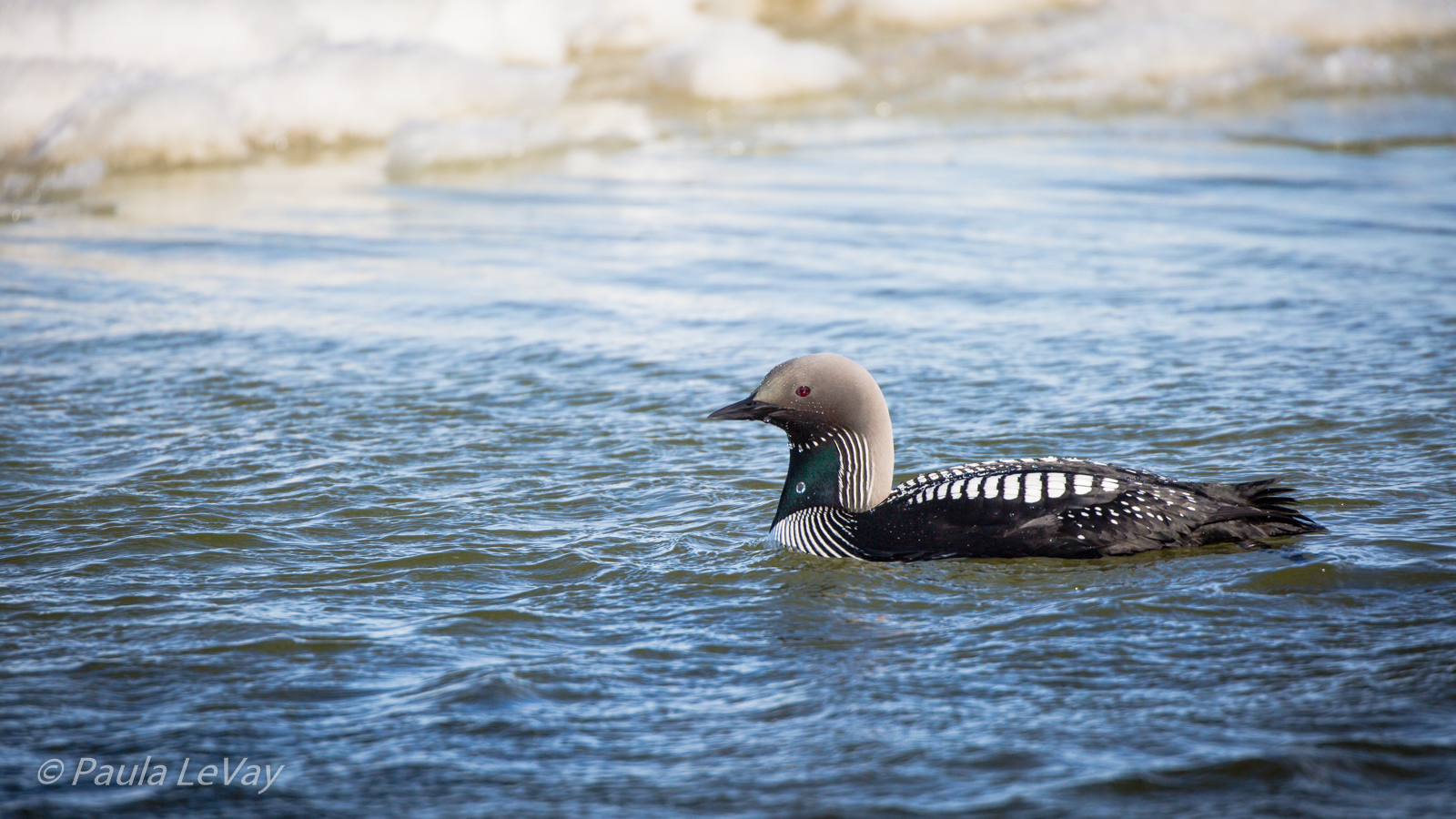 Pacific Loon & Repost