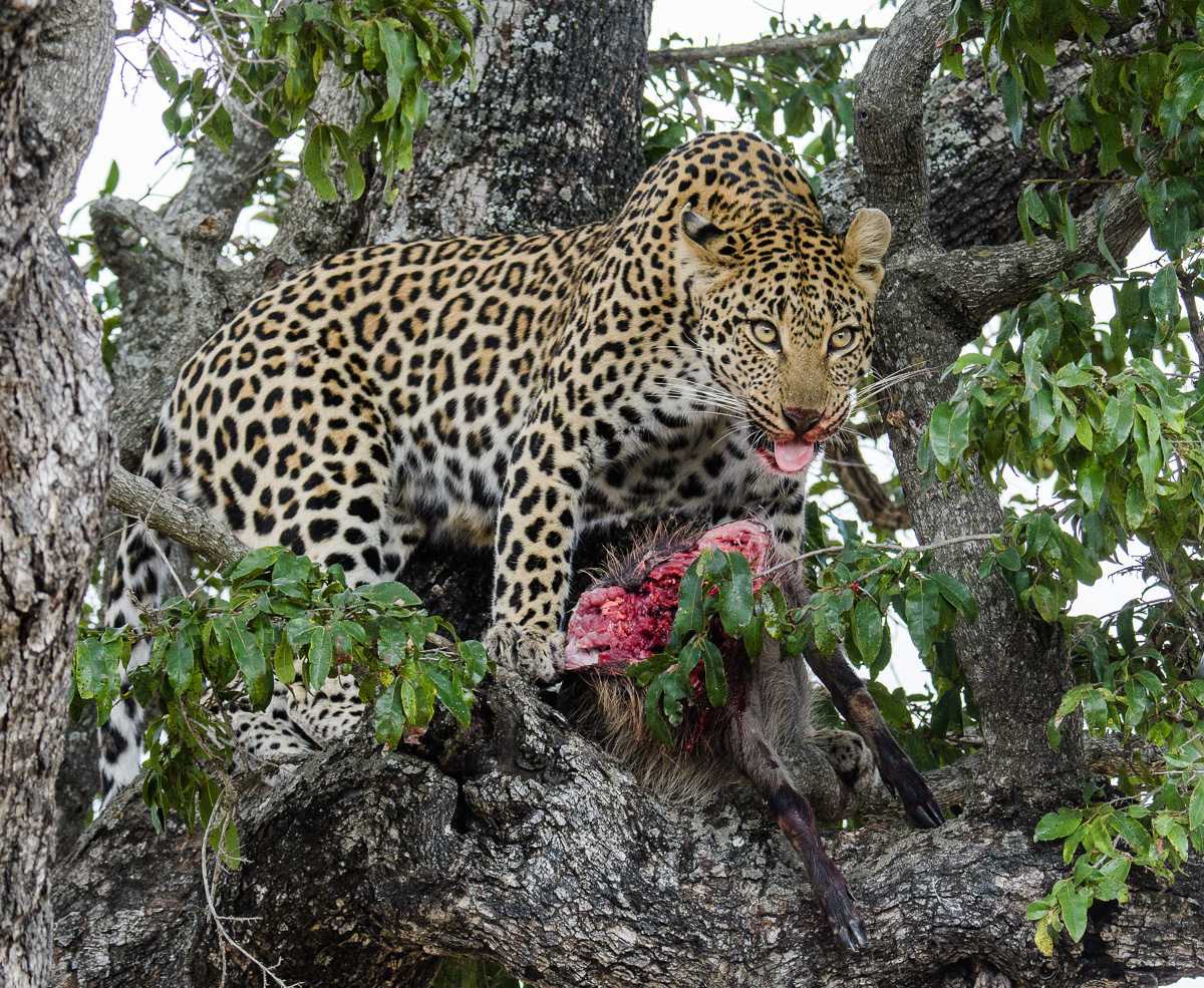 Leopard with Kill