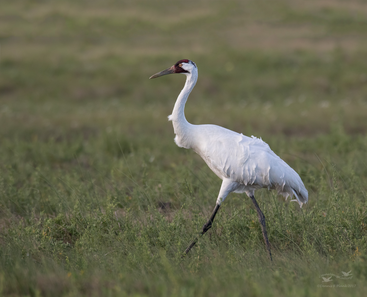 Whooping Crane