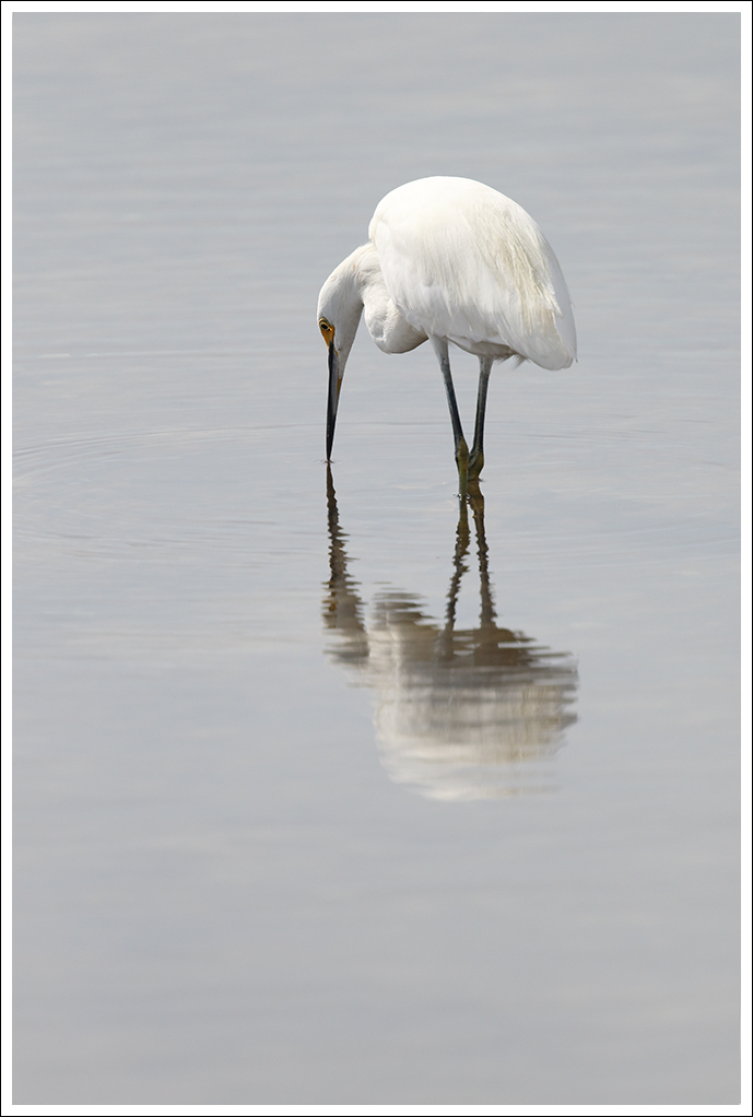 Snowy in the Calm