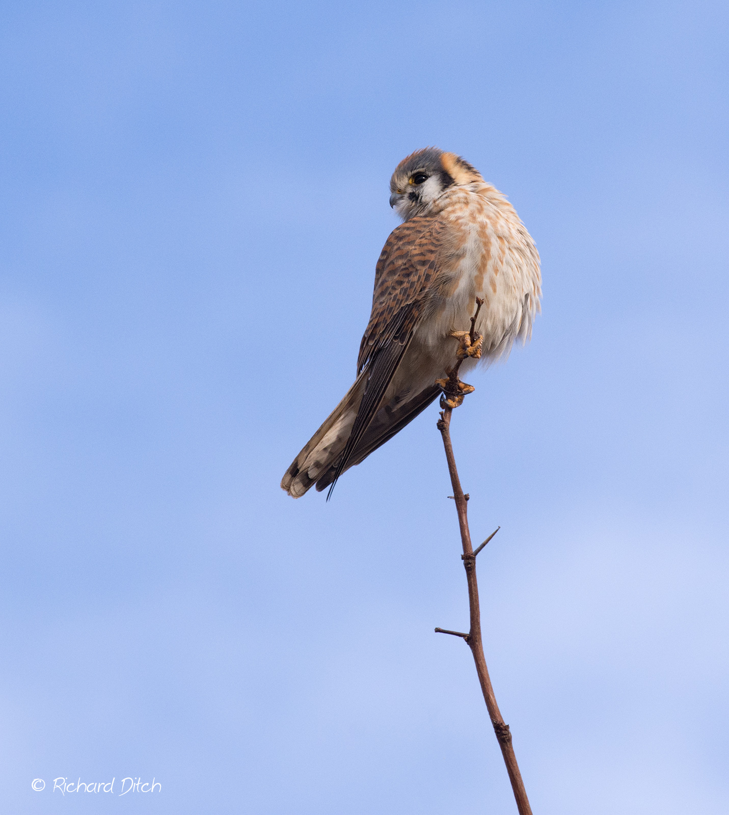 American Kestrel