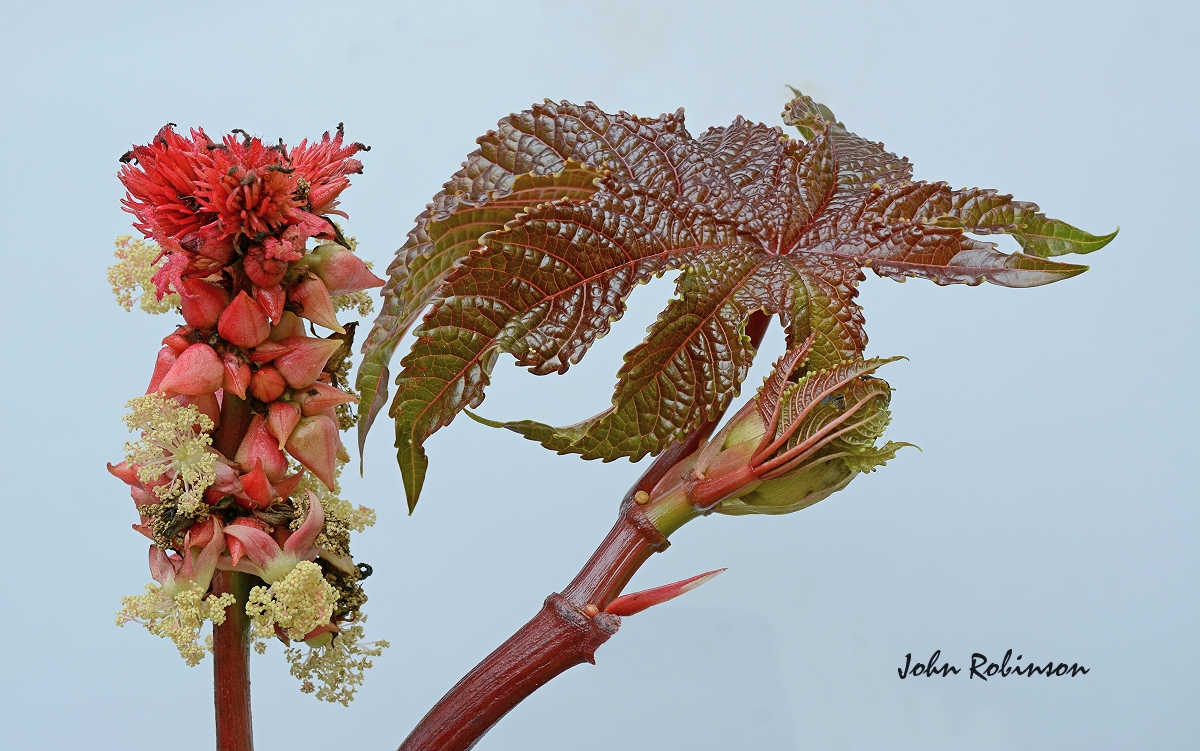 Castor Oil Plant