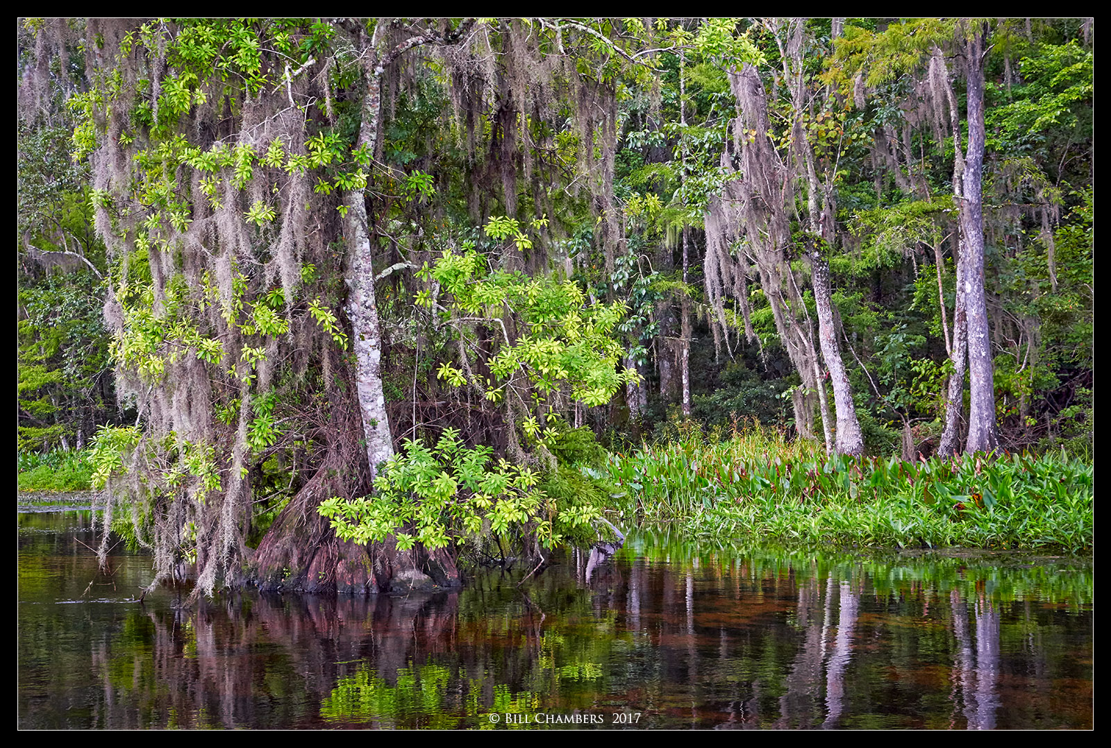 Wakulla River Beauty