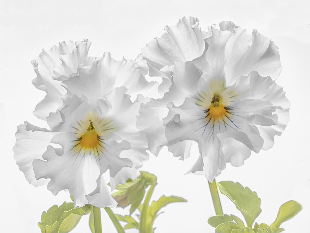 Violets in love