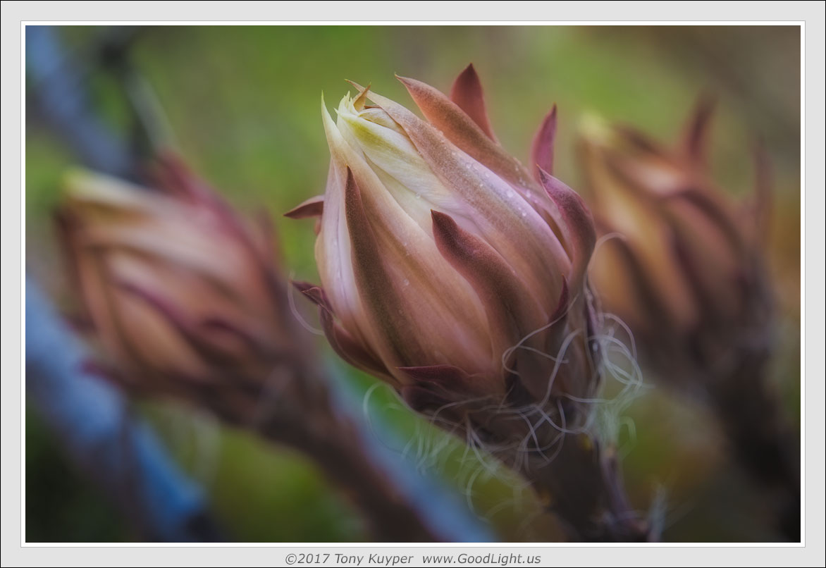 Cereus buds