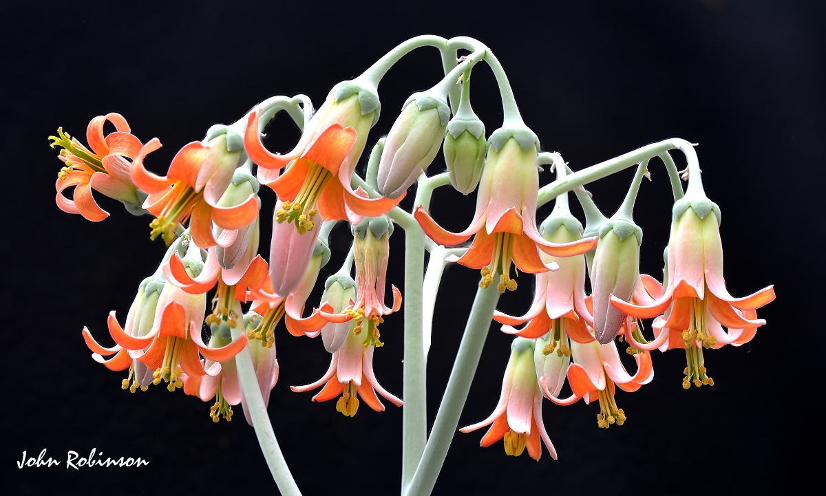 Cotyledon flower