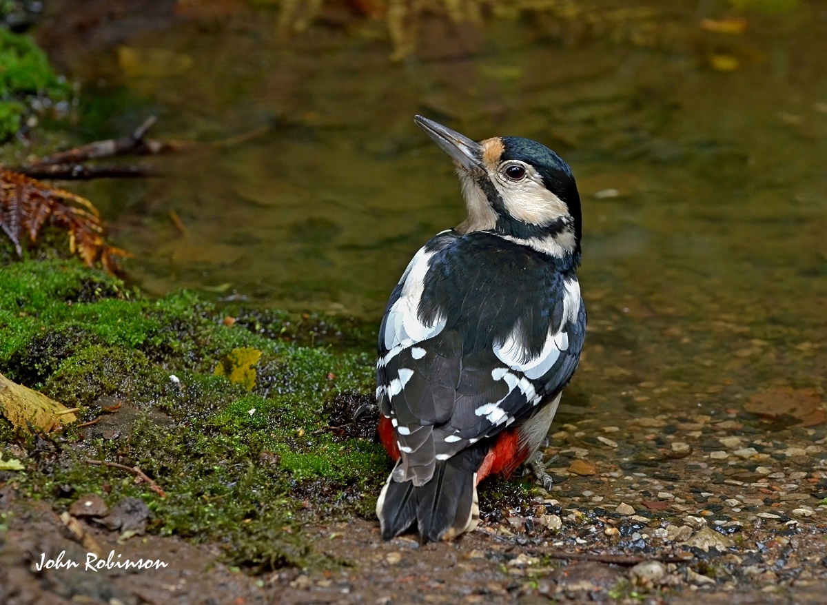 Greater S Woodpecker