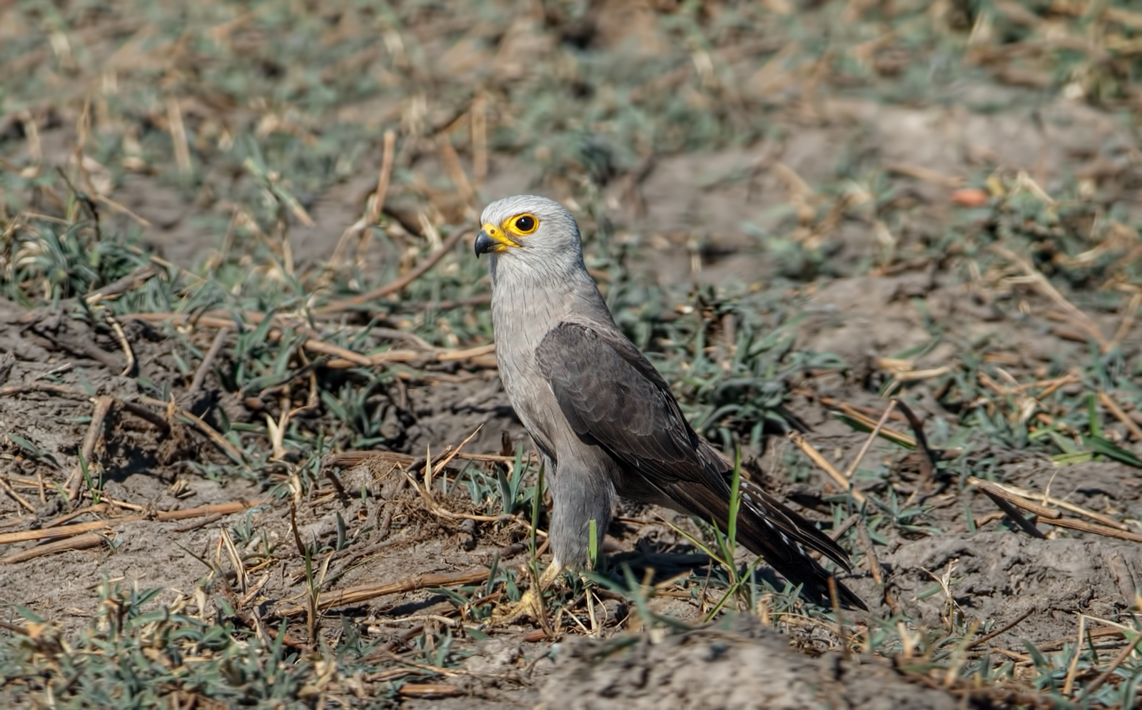 Dickinson's Kestrel