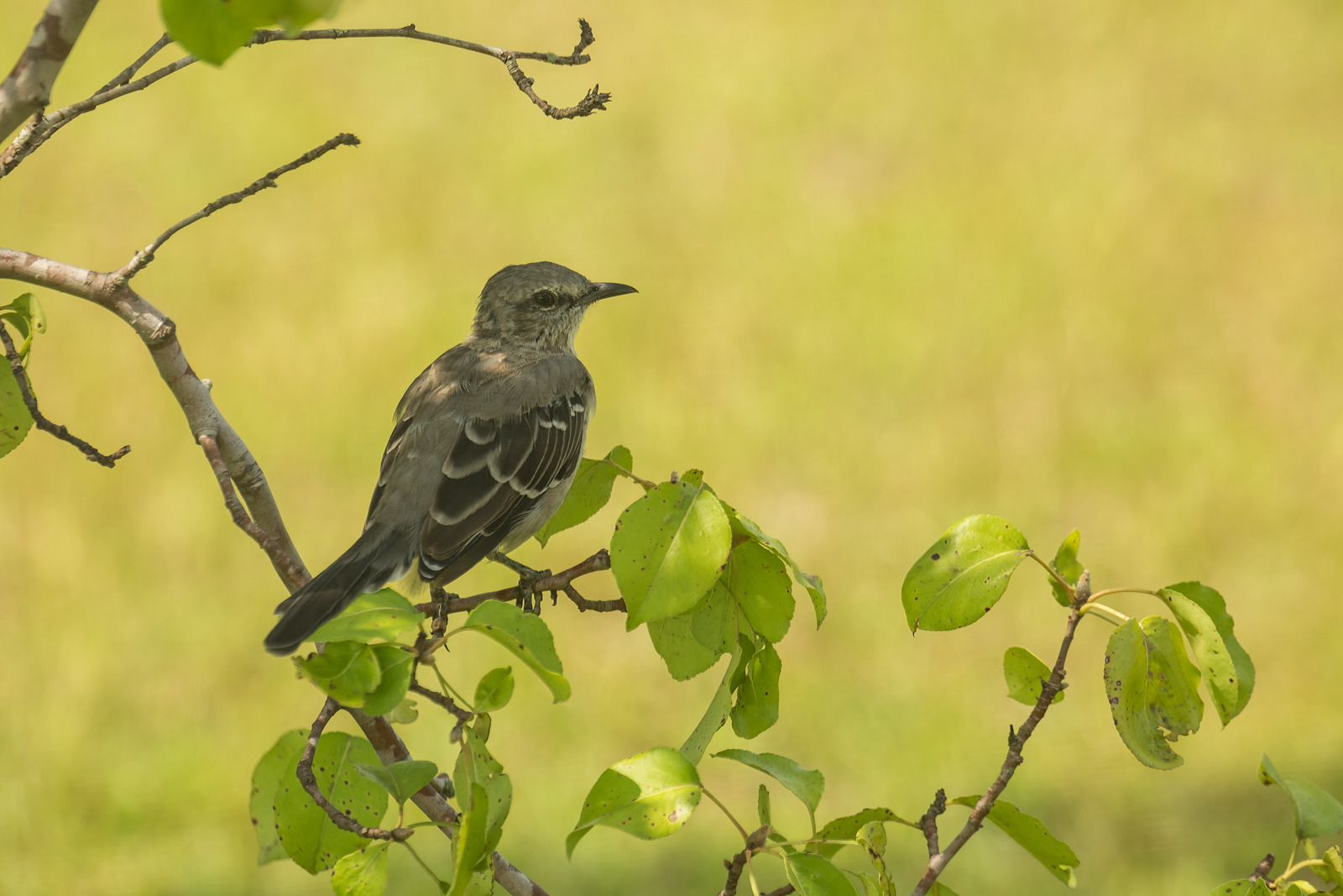 Mockingbird