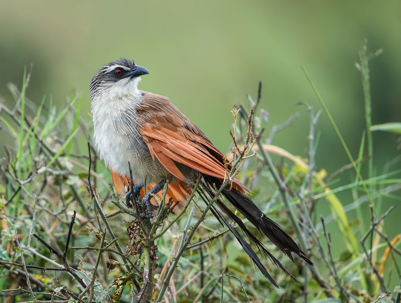 White Browed Coucal