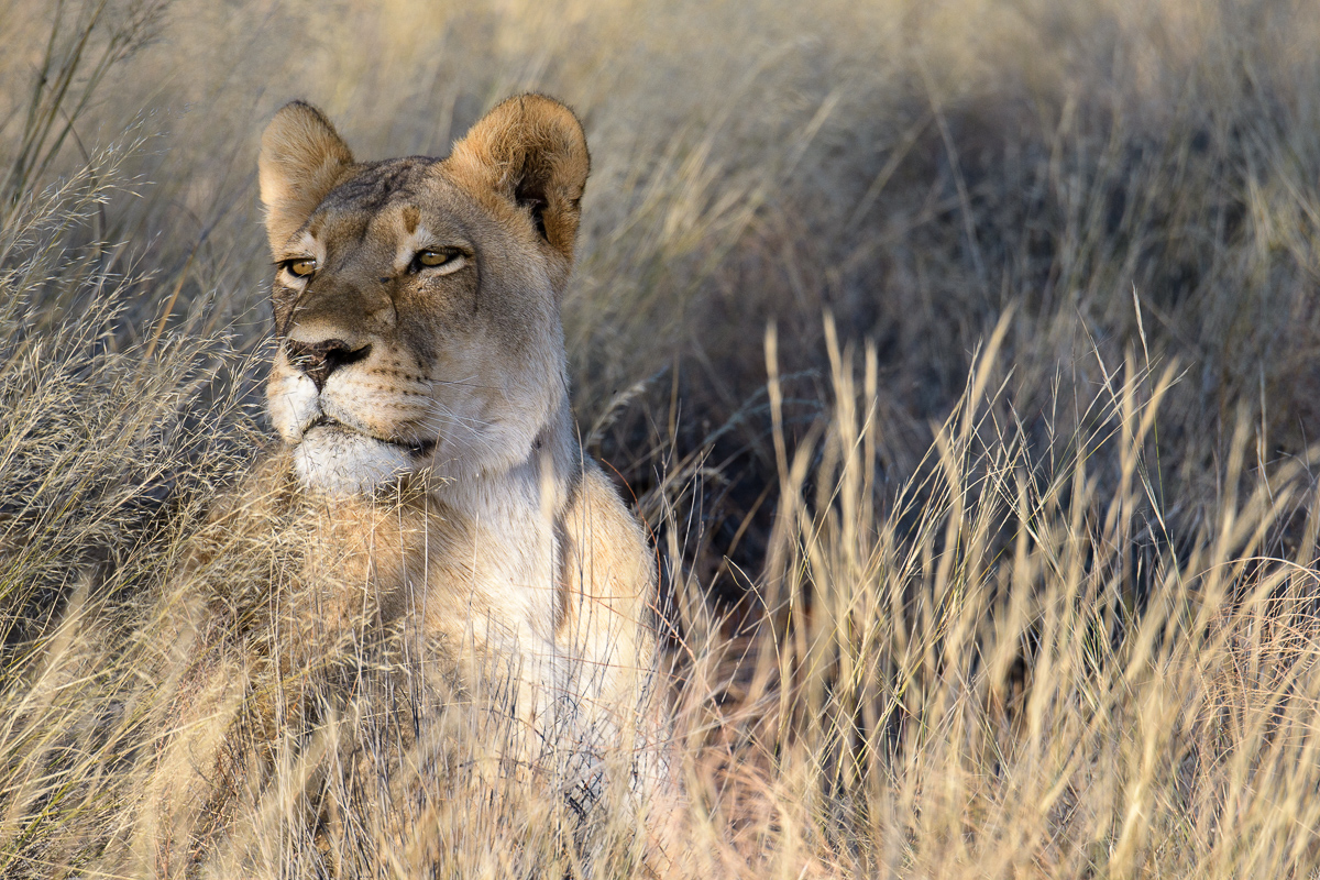 Lioness