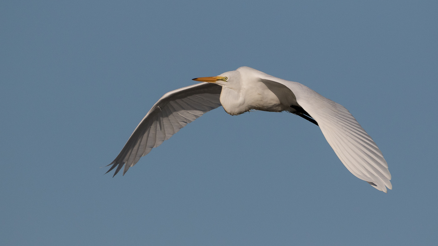 Fly-by