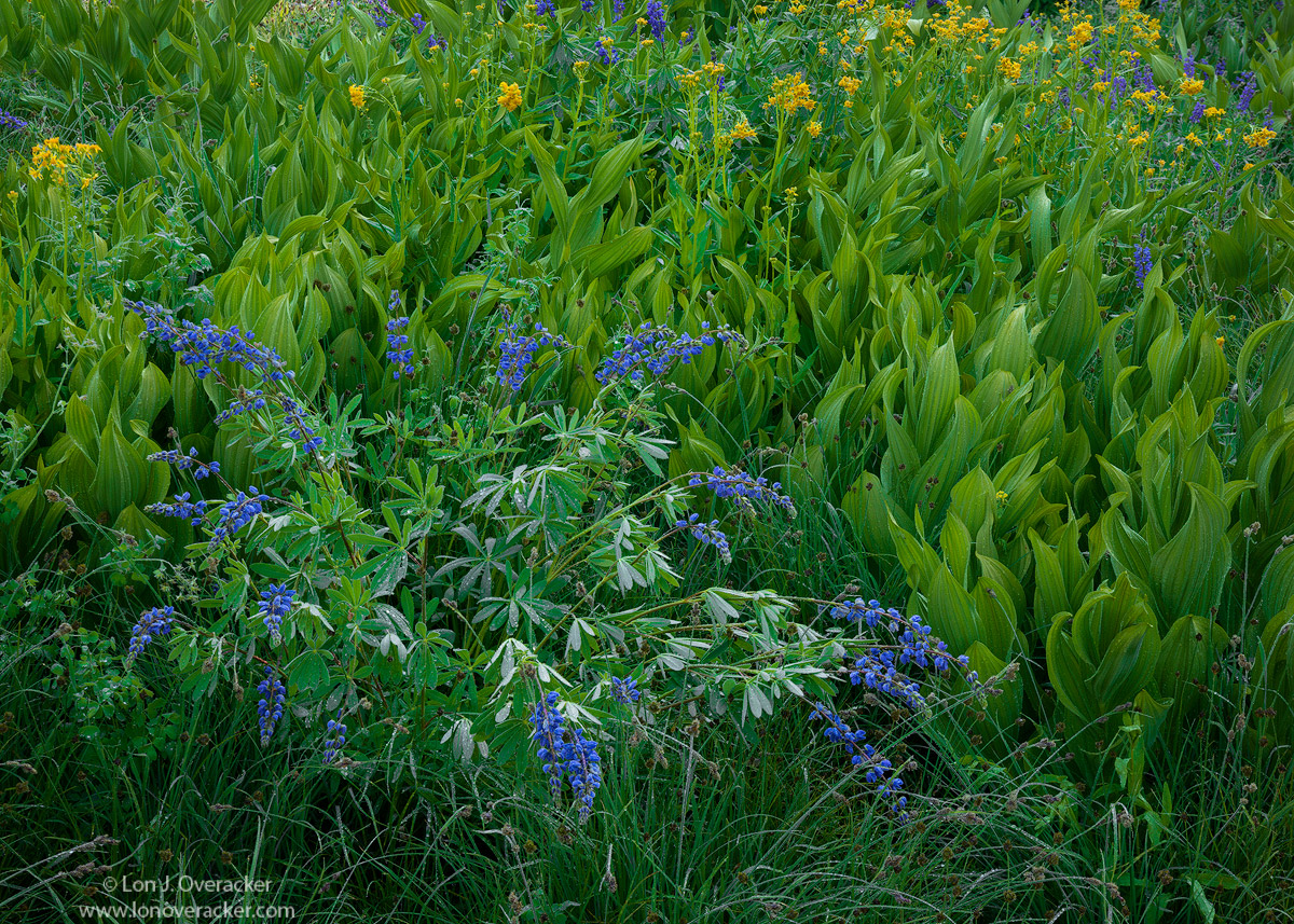 Droopin' Lupine +rp