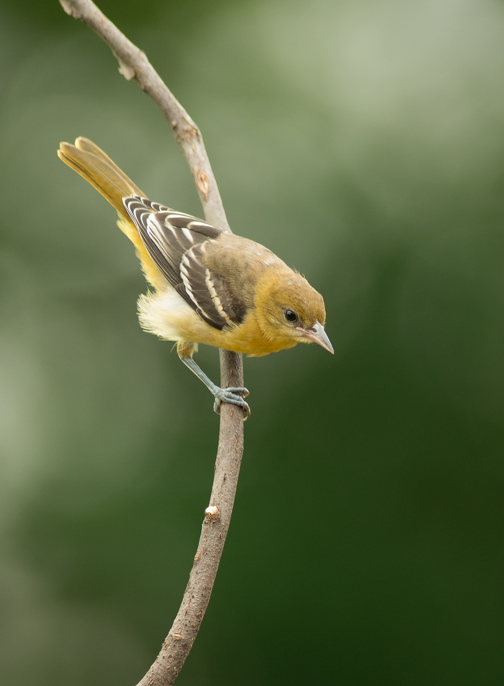 Baltimore Oriole