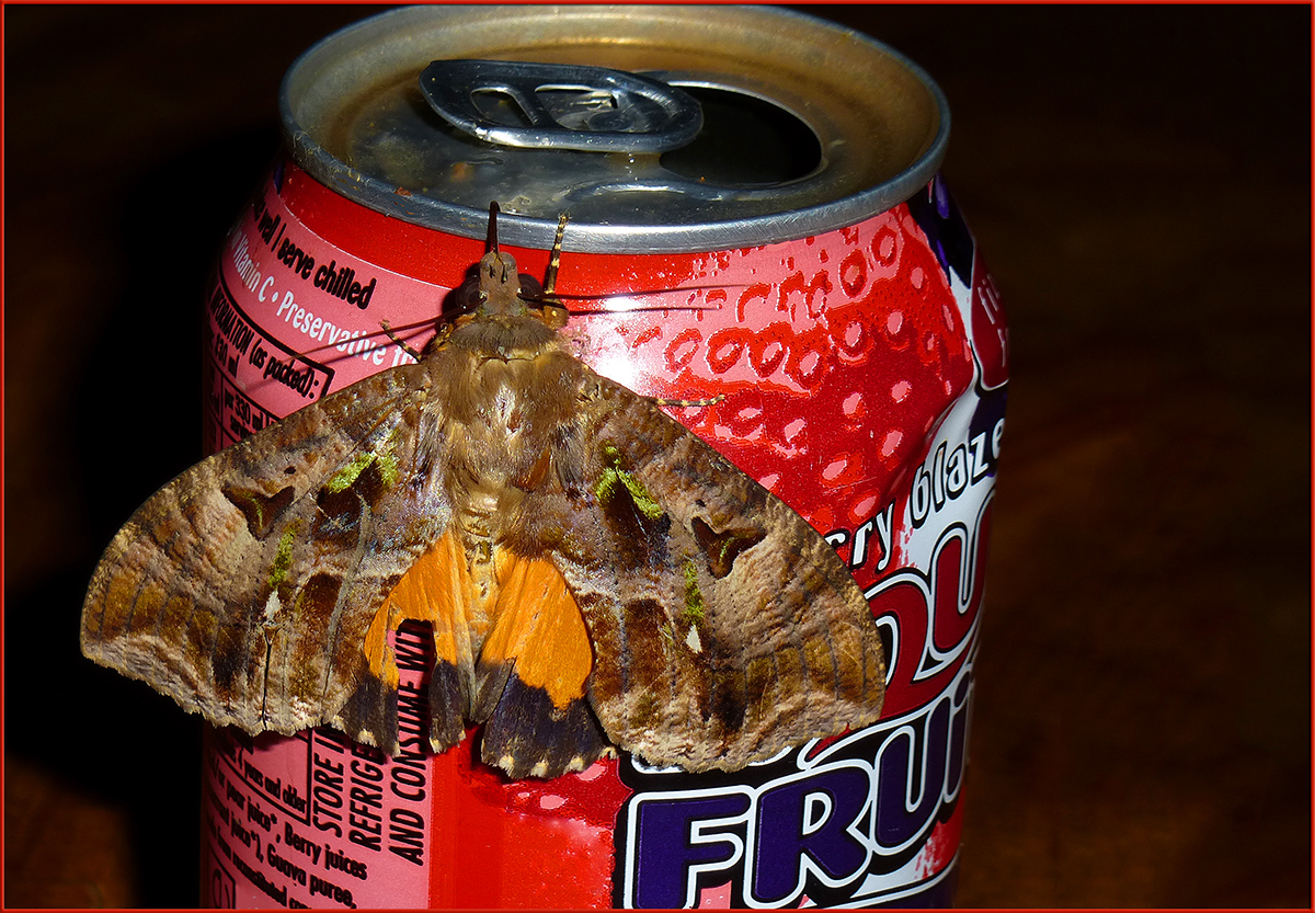 Sipping Nectar