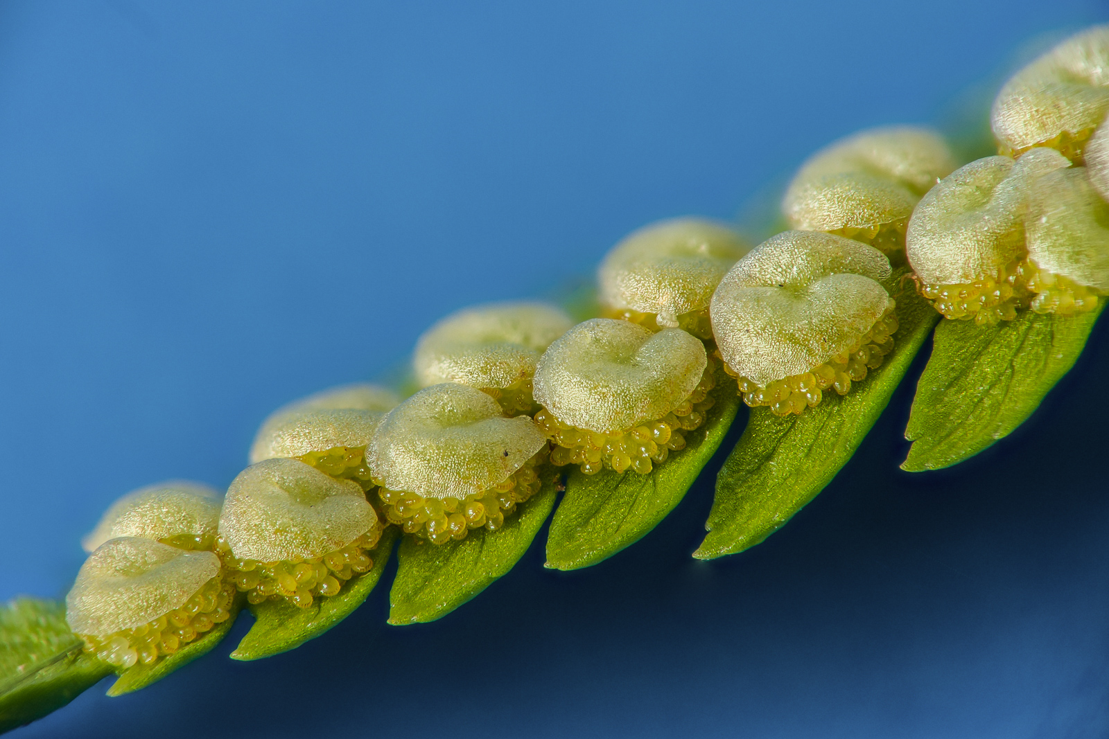 Sporangia II