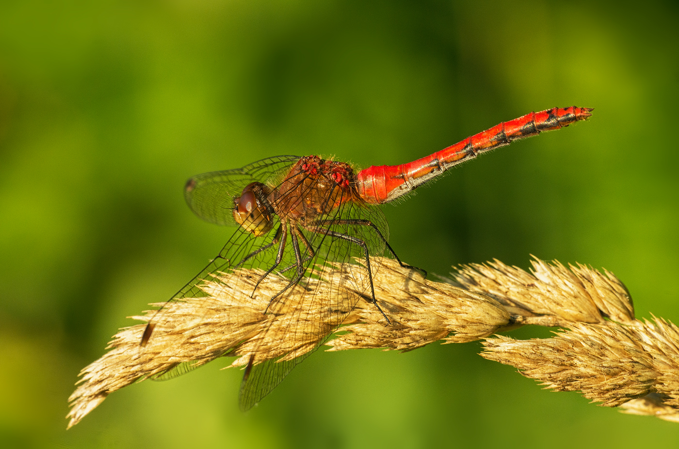 Ruby Meadowhawk