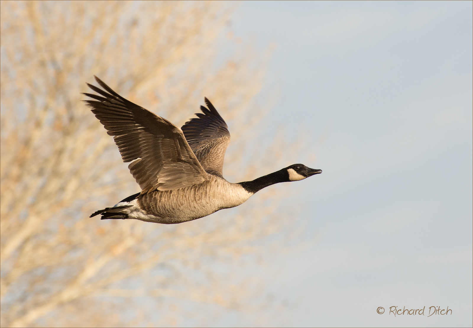 Canada Goose