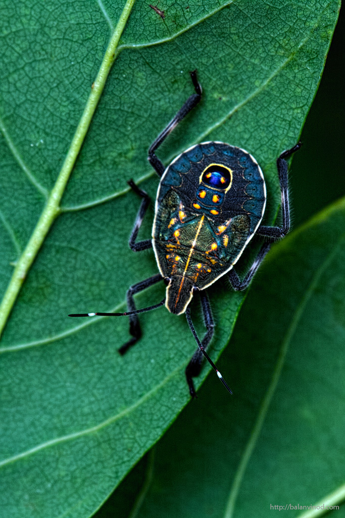 Assassin Bug