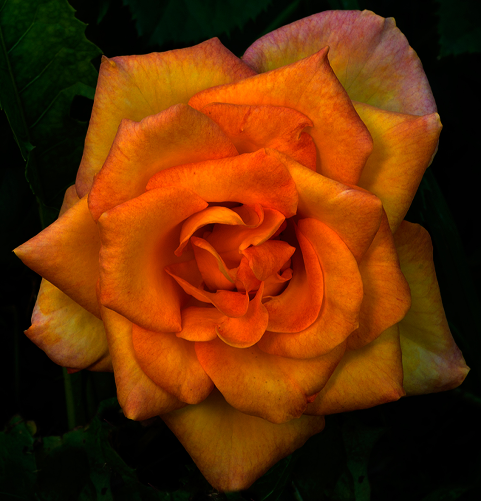 Peace  Rose