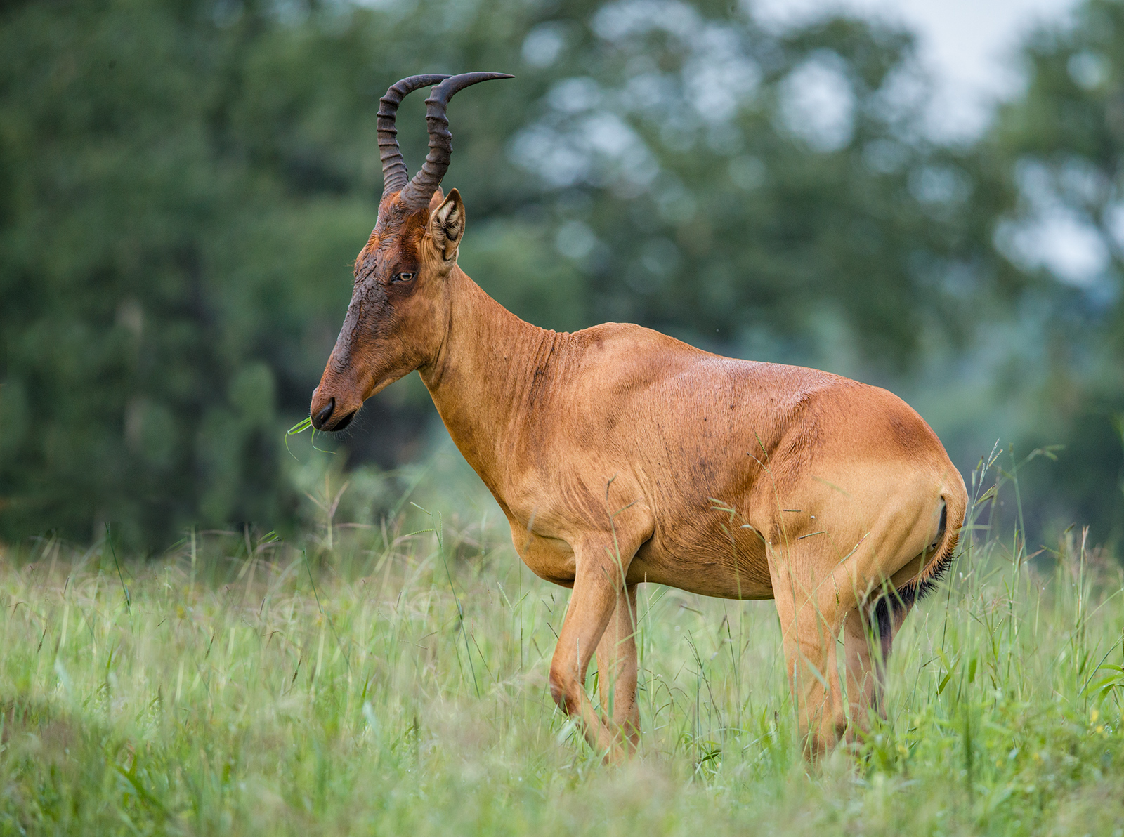 Jackson's Hartebeest