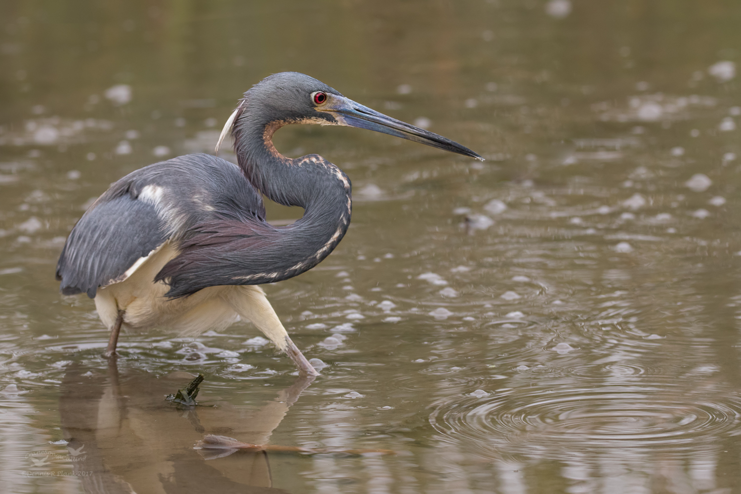 Tri-colored Heron