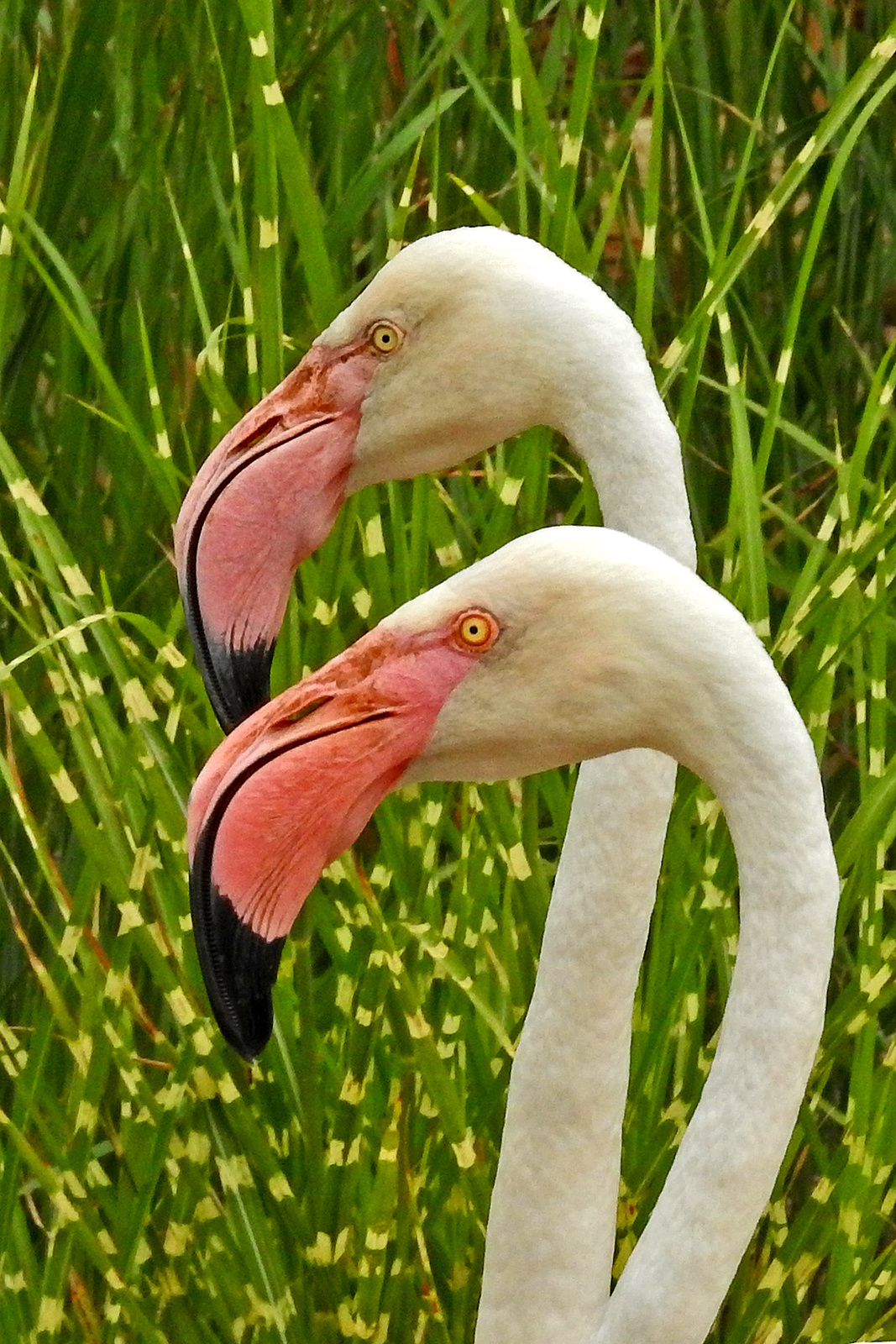 Flamingo pair