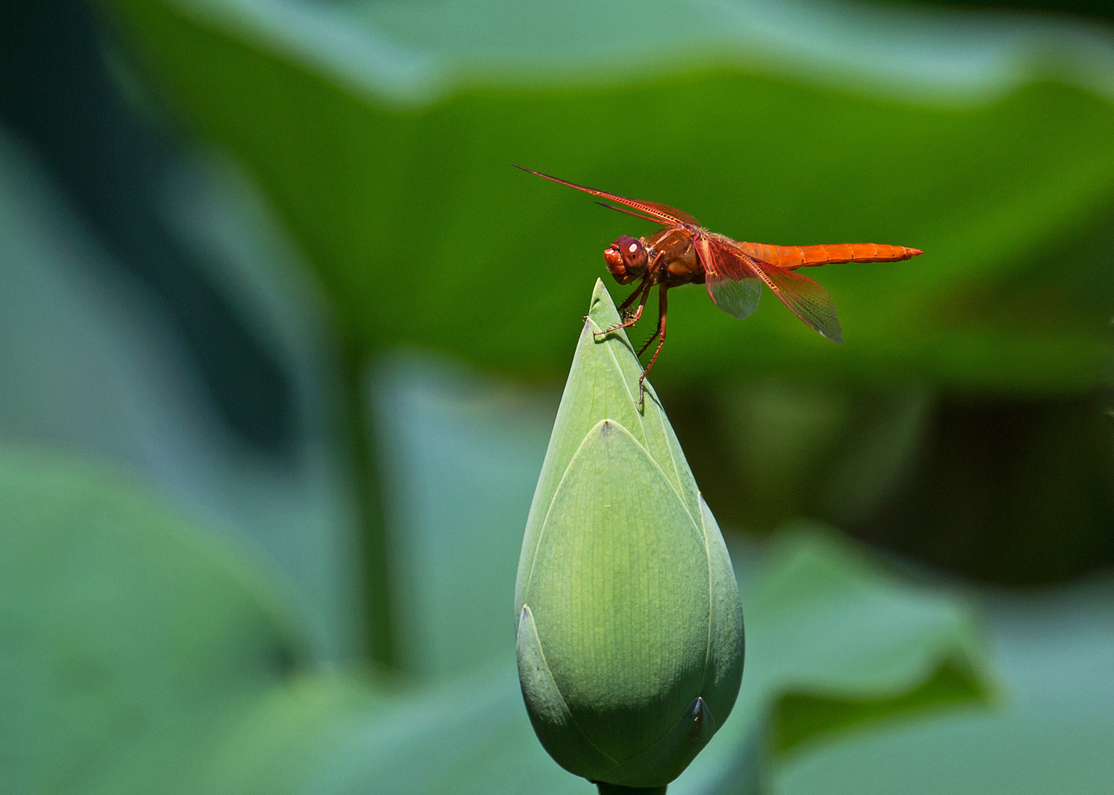 Lotus Dragon