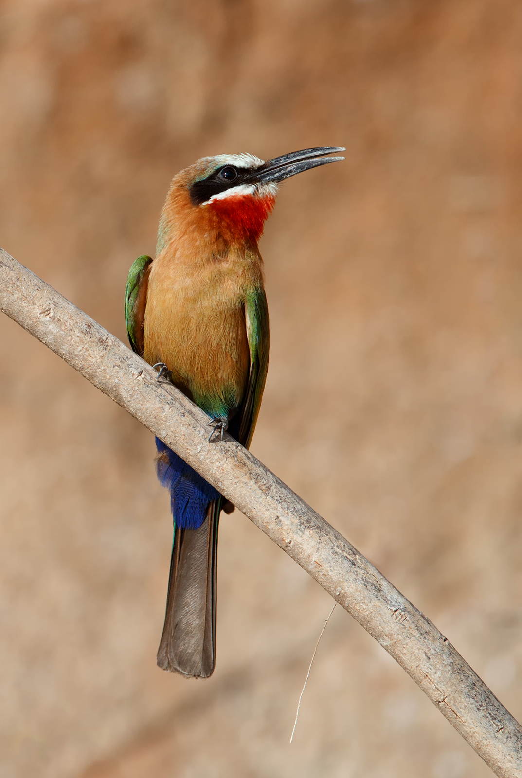 White Fronted Bee-Eater