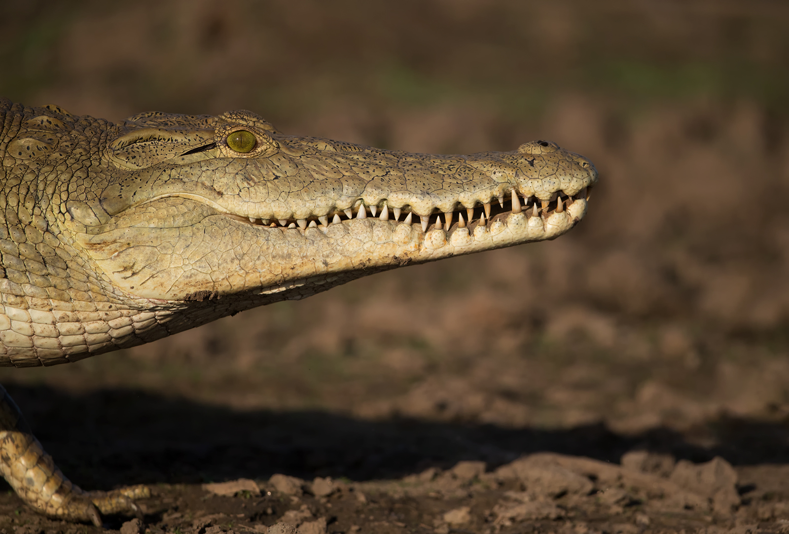 Crocodile