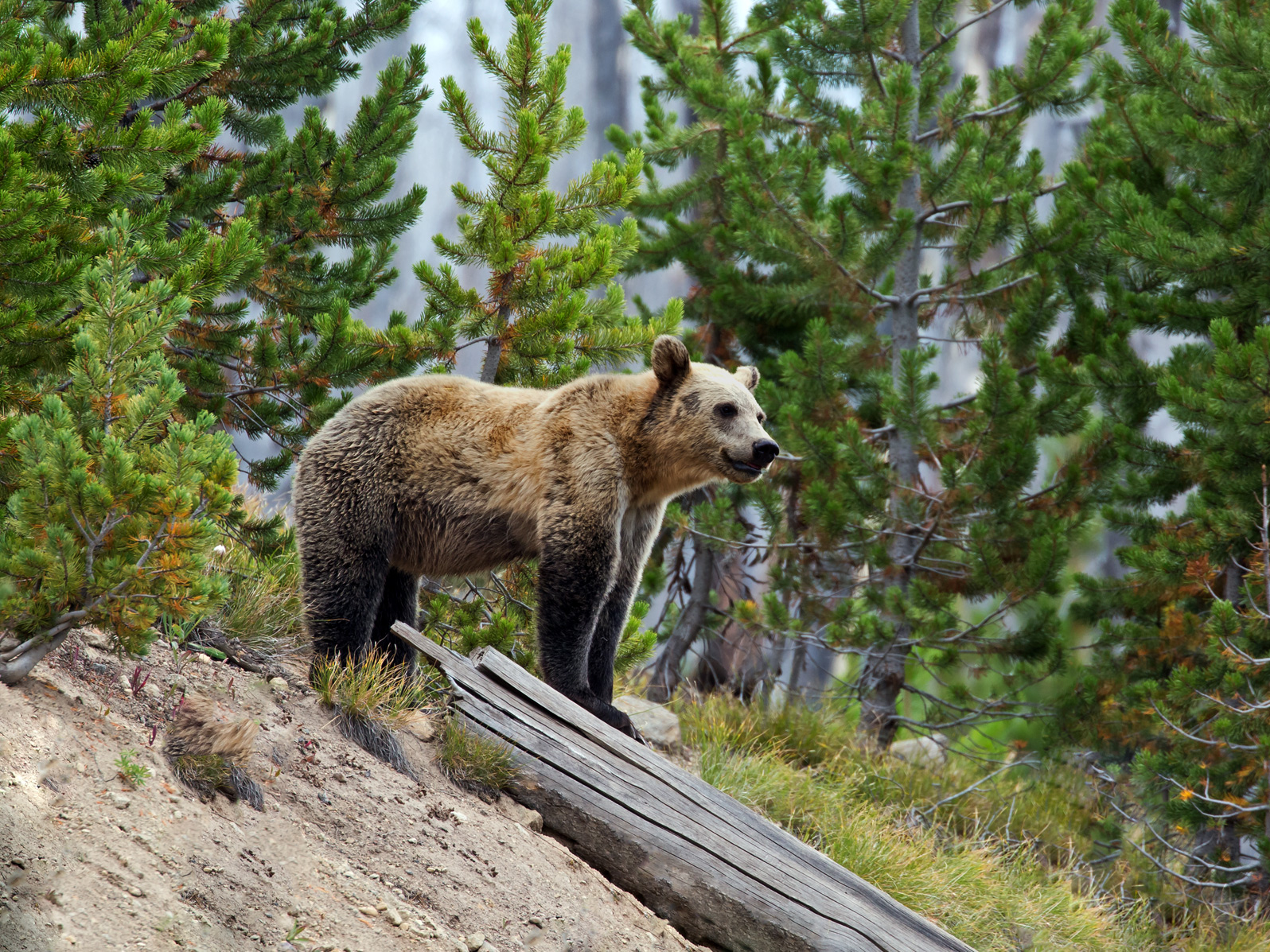 Yellow Grizzly