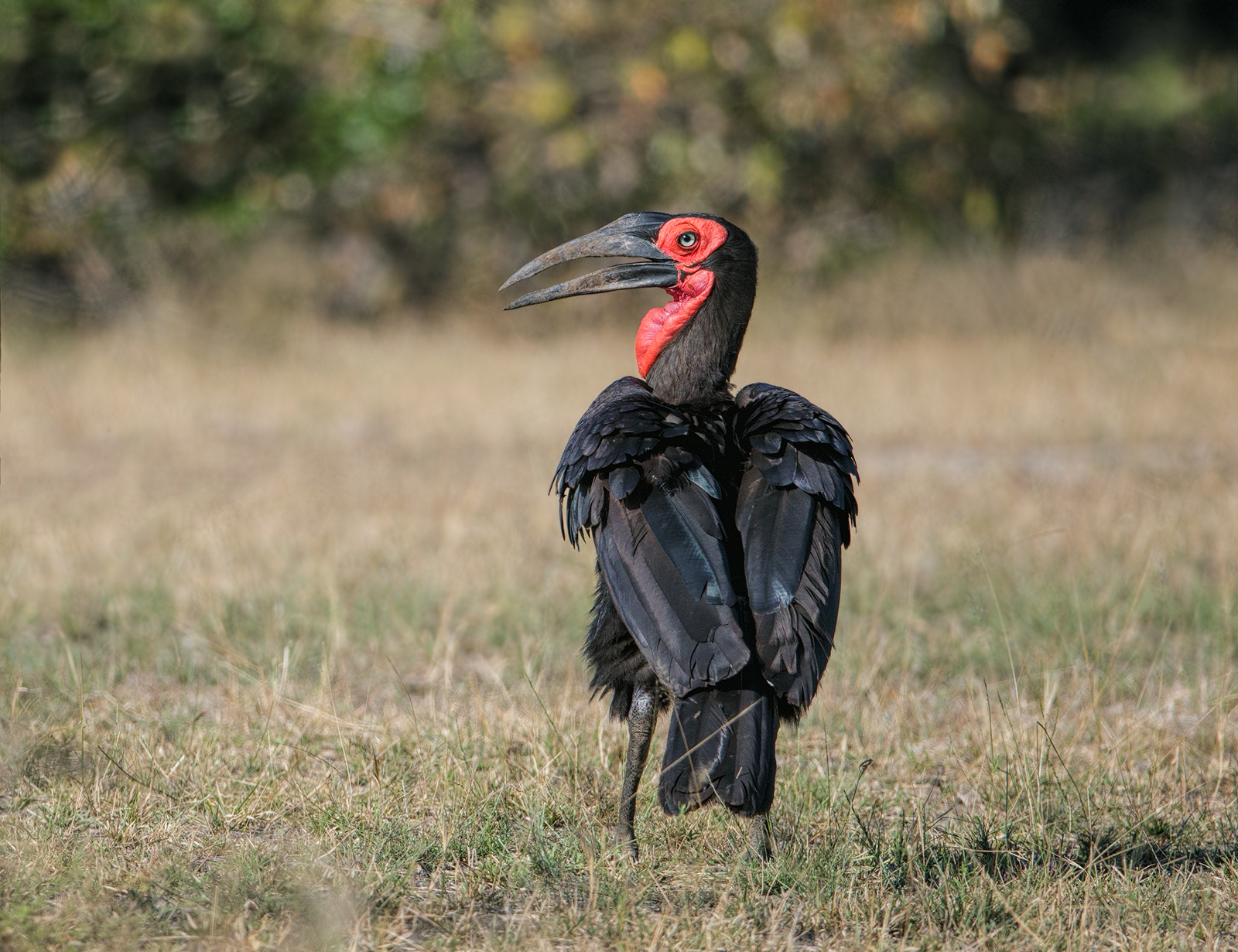 Southern Ground Hornbill