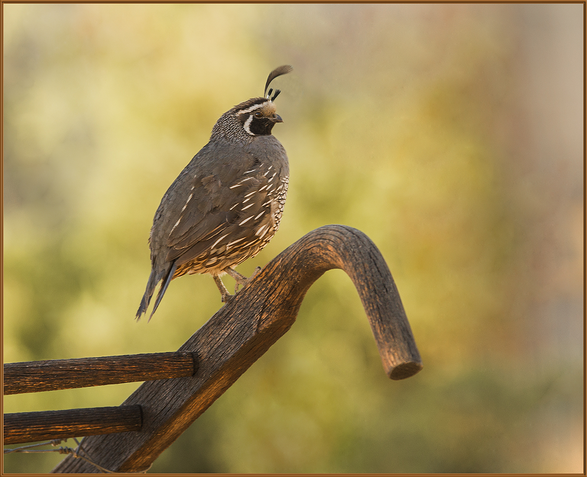 California Quail