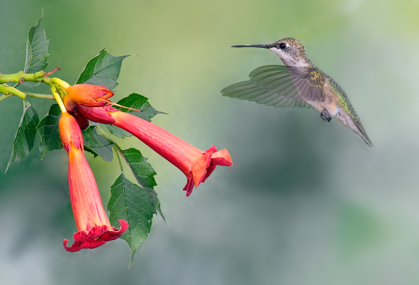 Ruby Throated Hummer