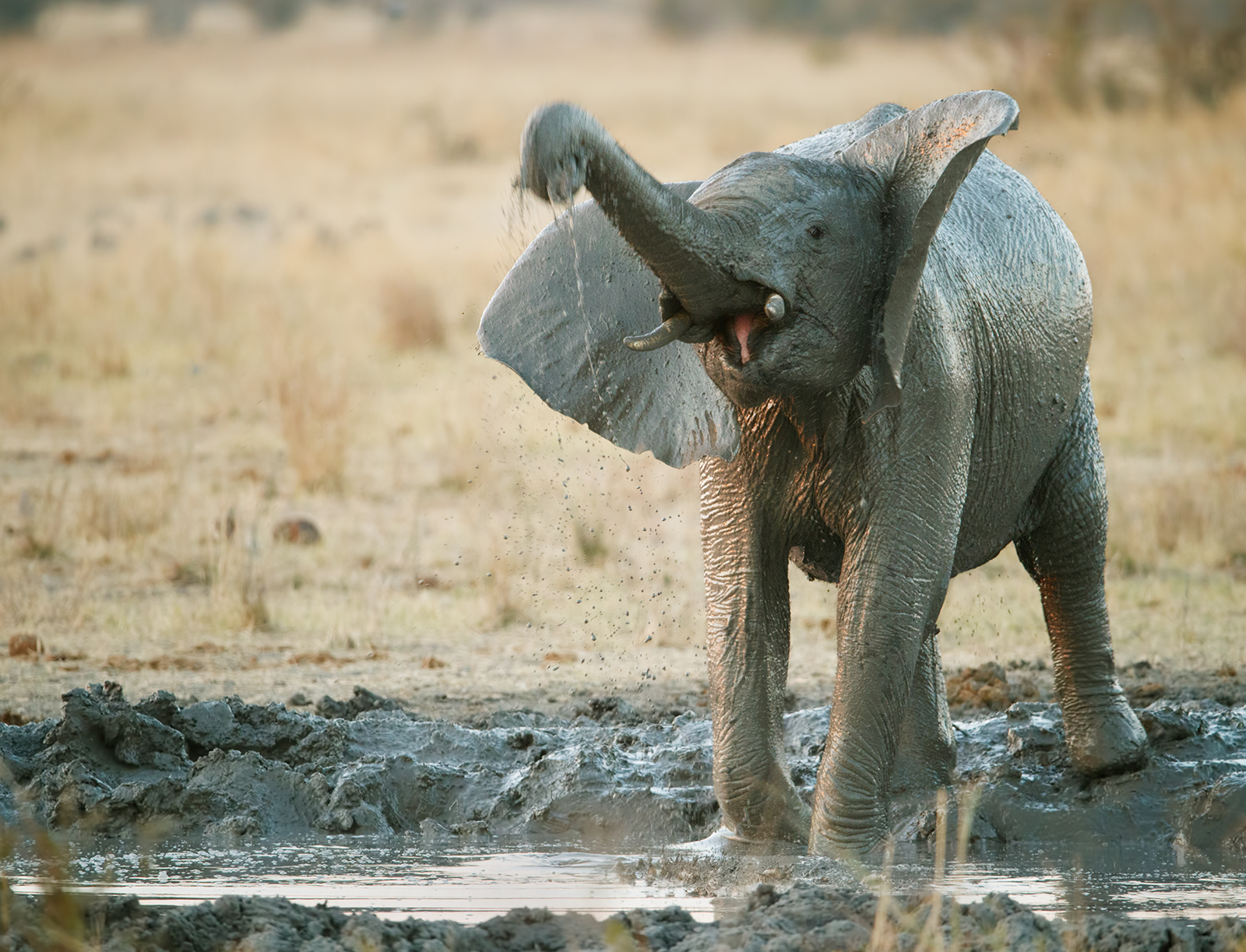 Late Evening Bath