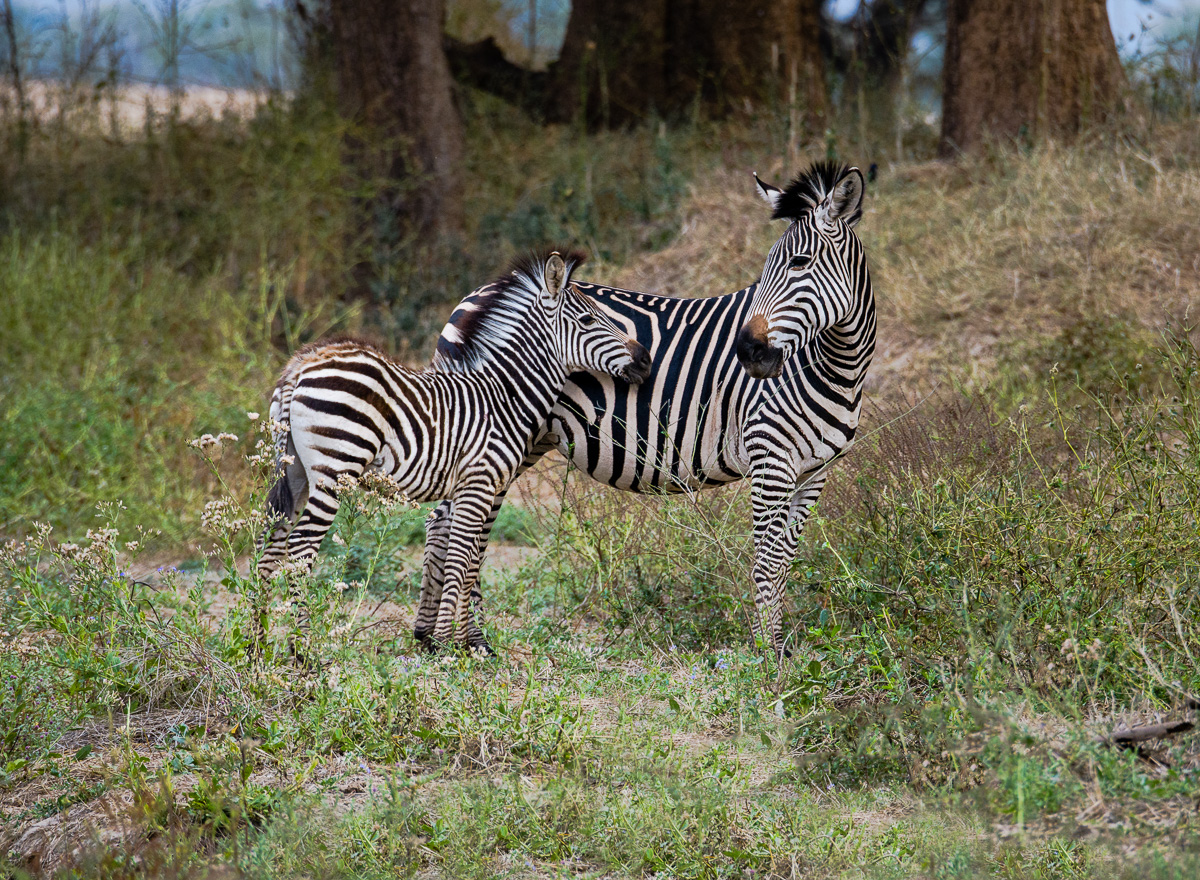 Zebra Pair