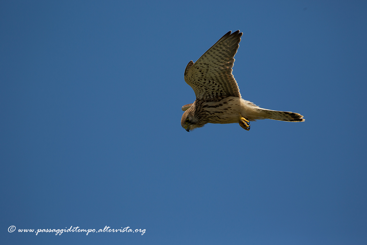 Kestrel