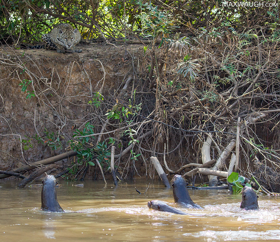 Jaguar vs. Giant Otters
