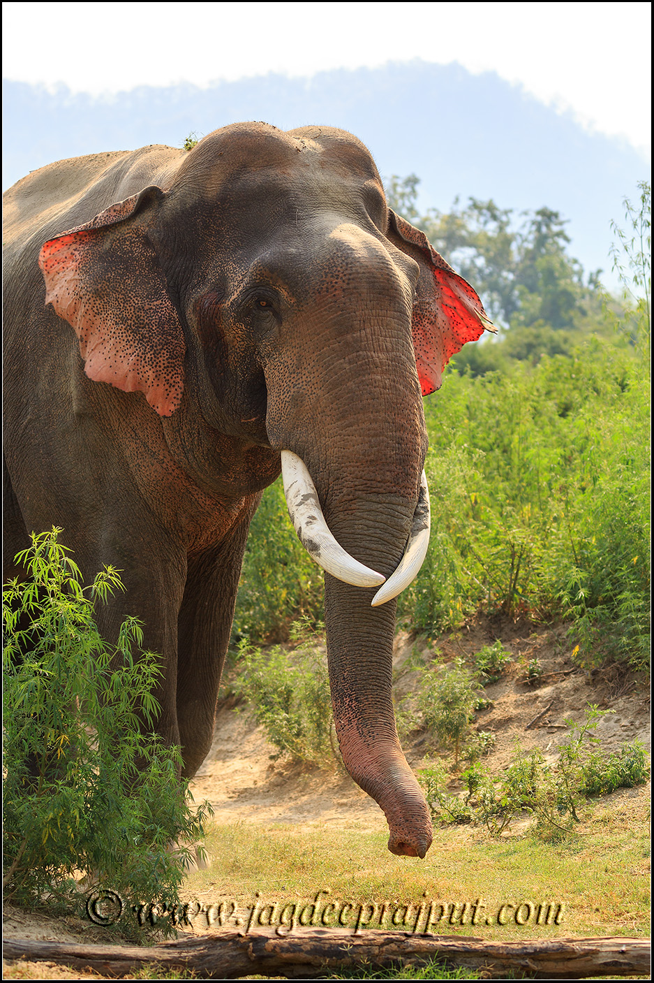 Red ear Tusker