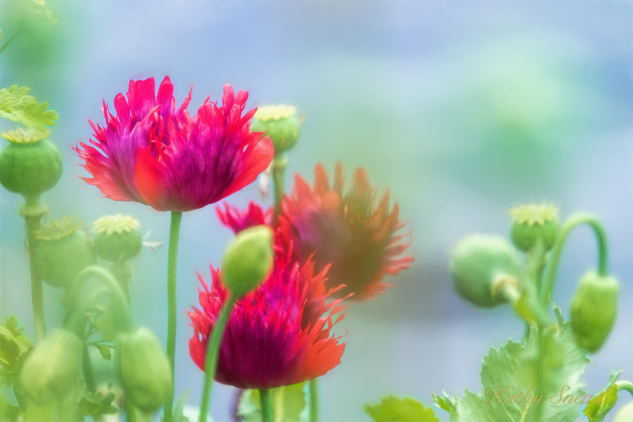 Poppy Fantasy