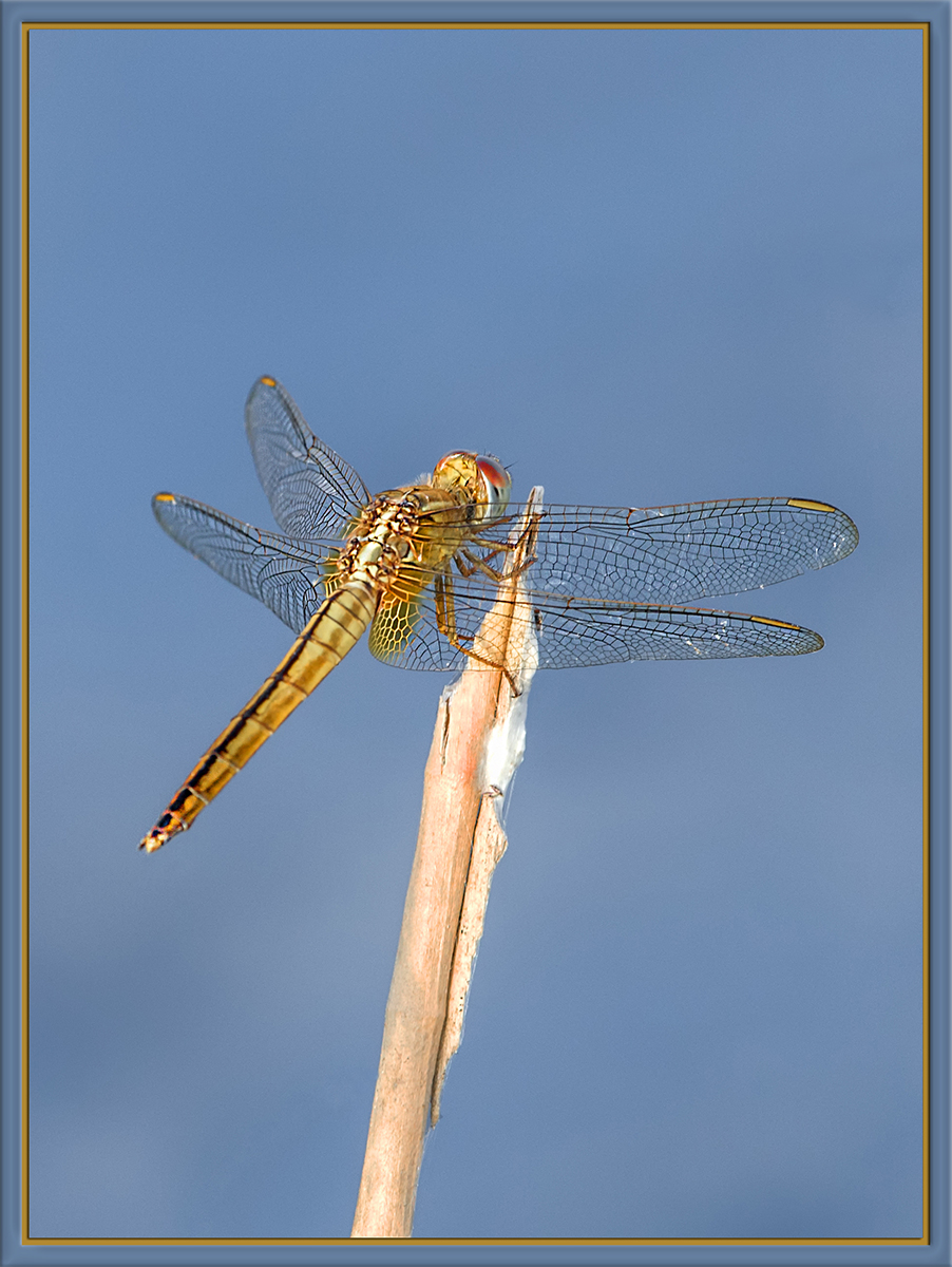 Dragonfly