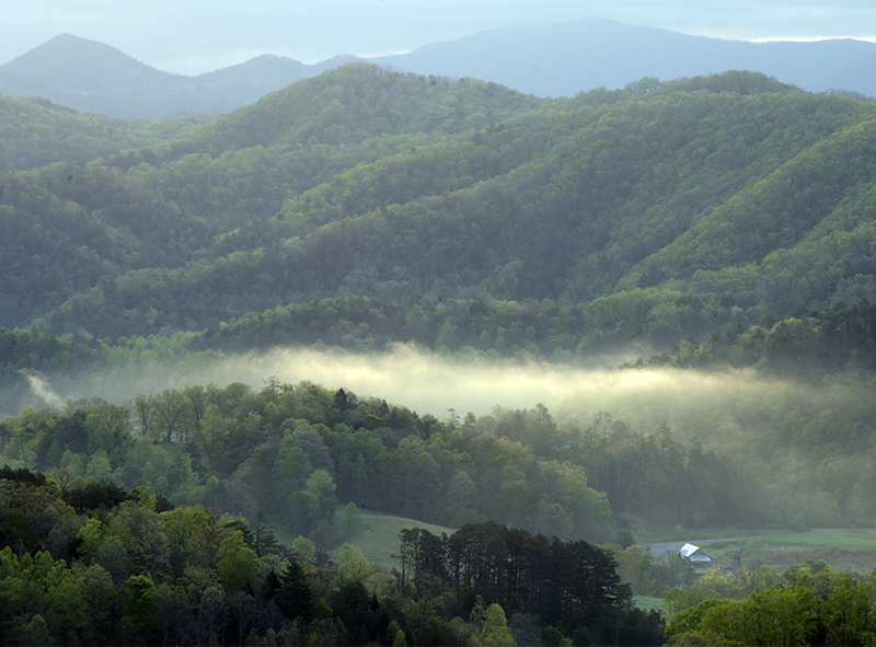 Misty Morning