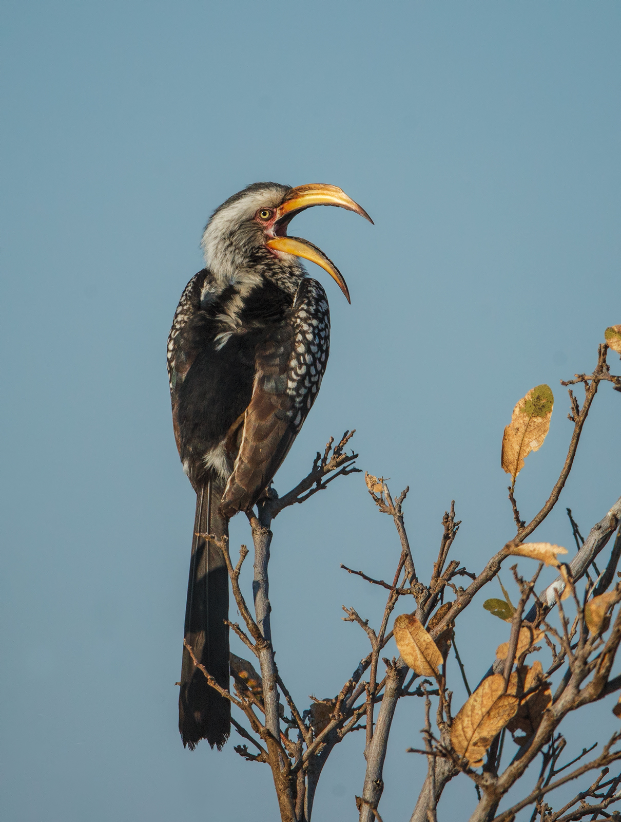 Yellow Billed Hornbill