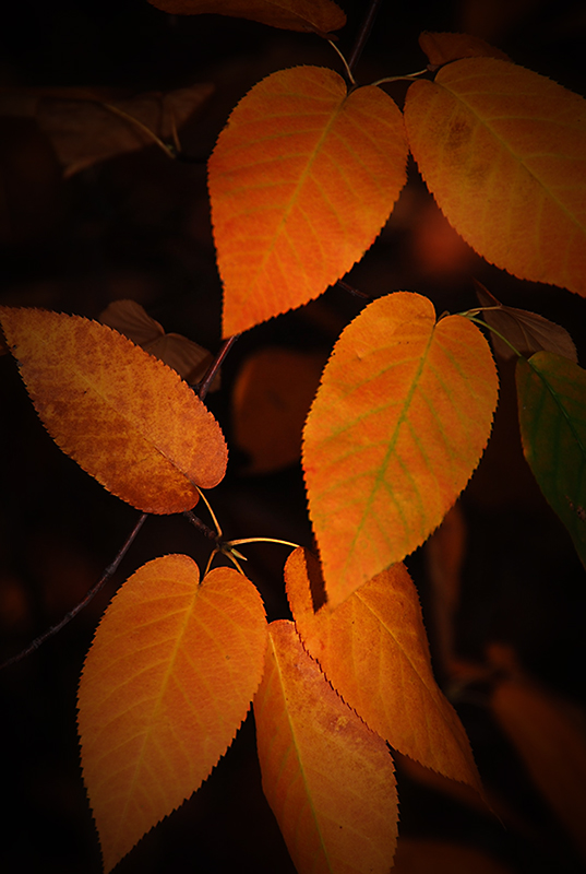 Autumn Gold