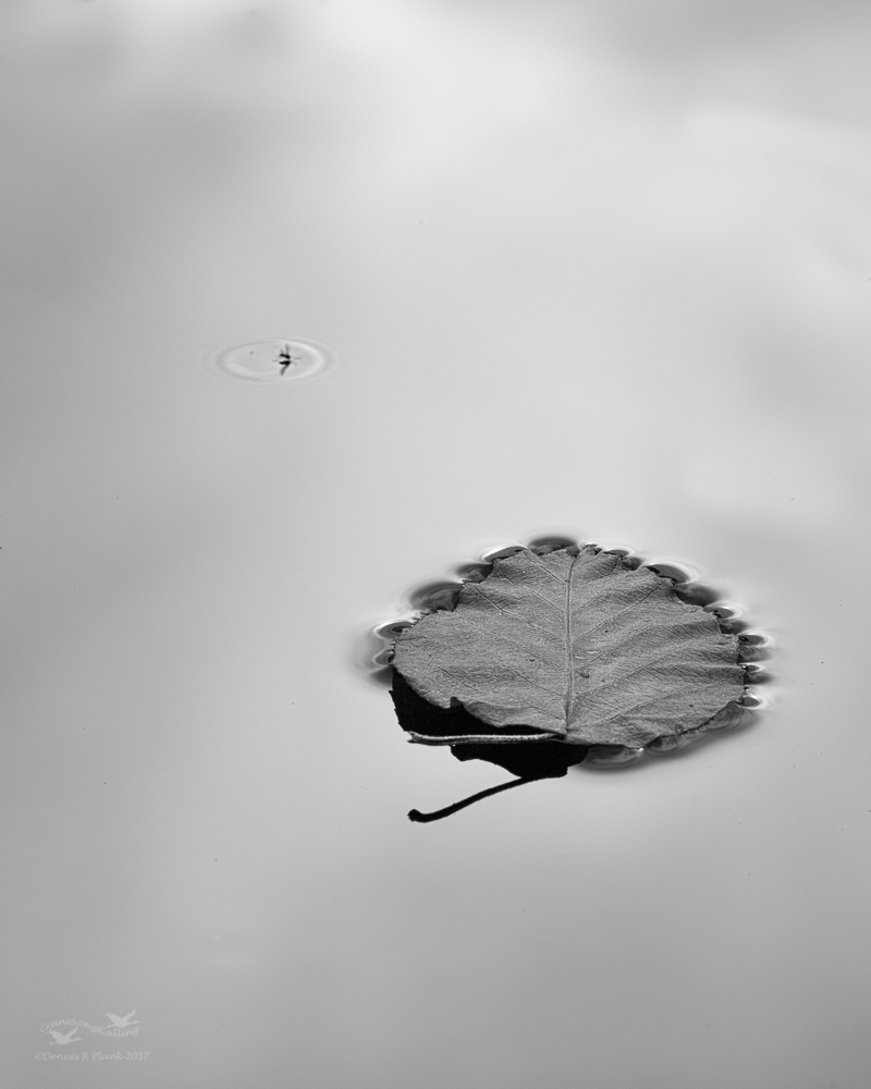 Leaf and Insect