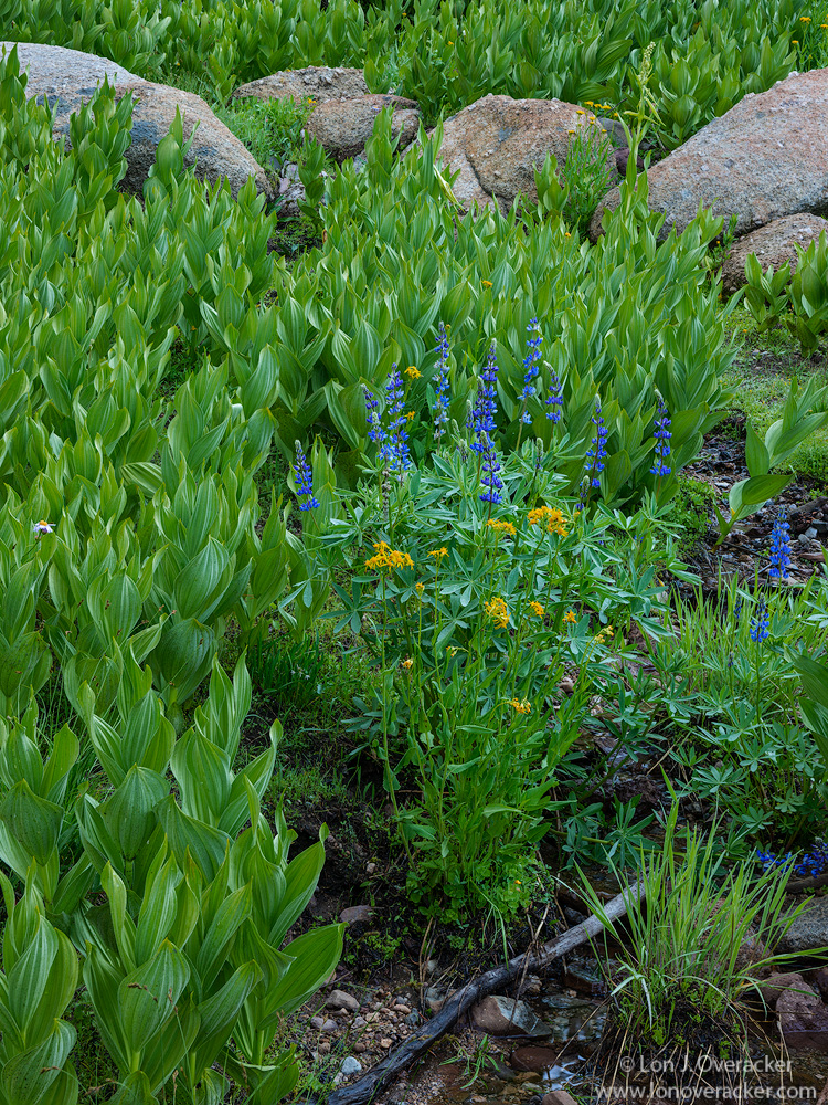 Meadow Classic