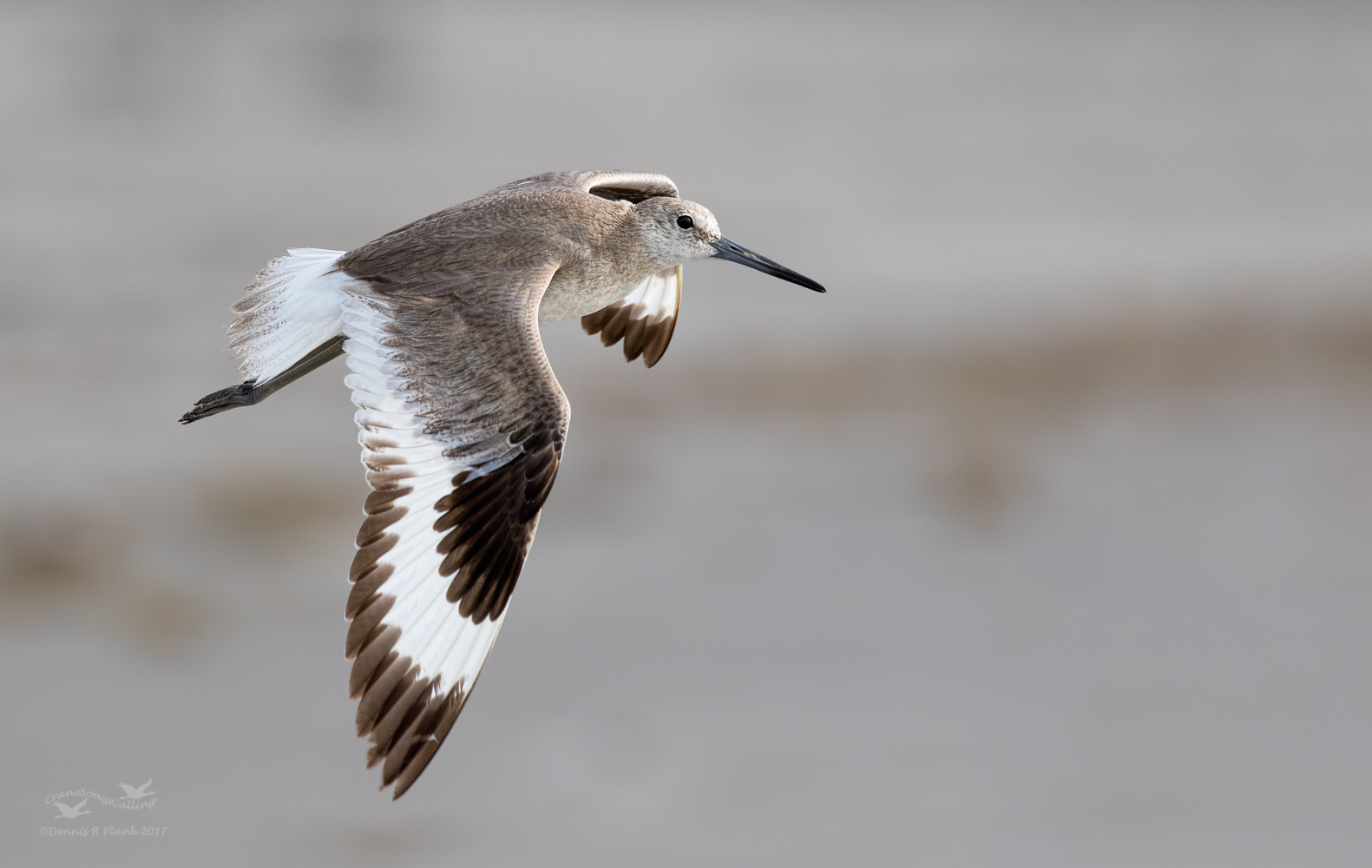 Willet