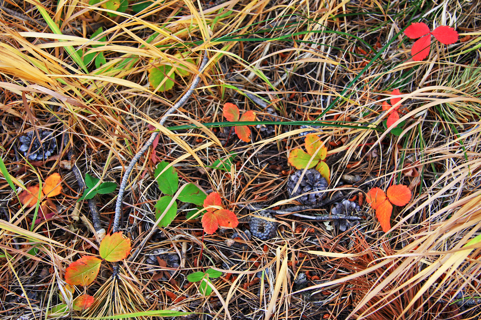 Yellowstone Fall
