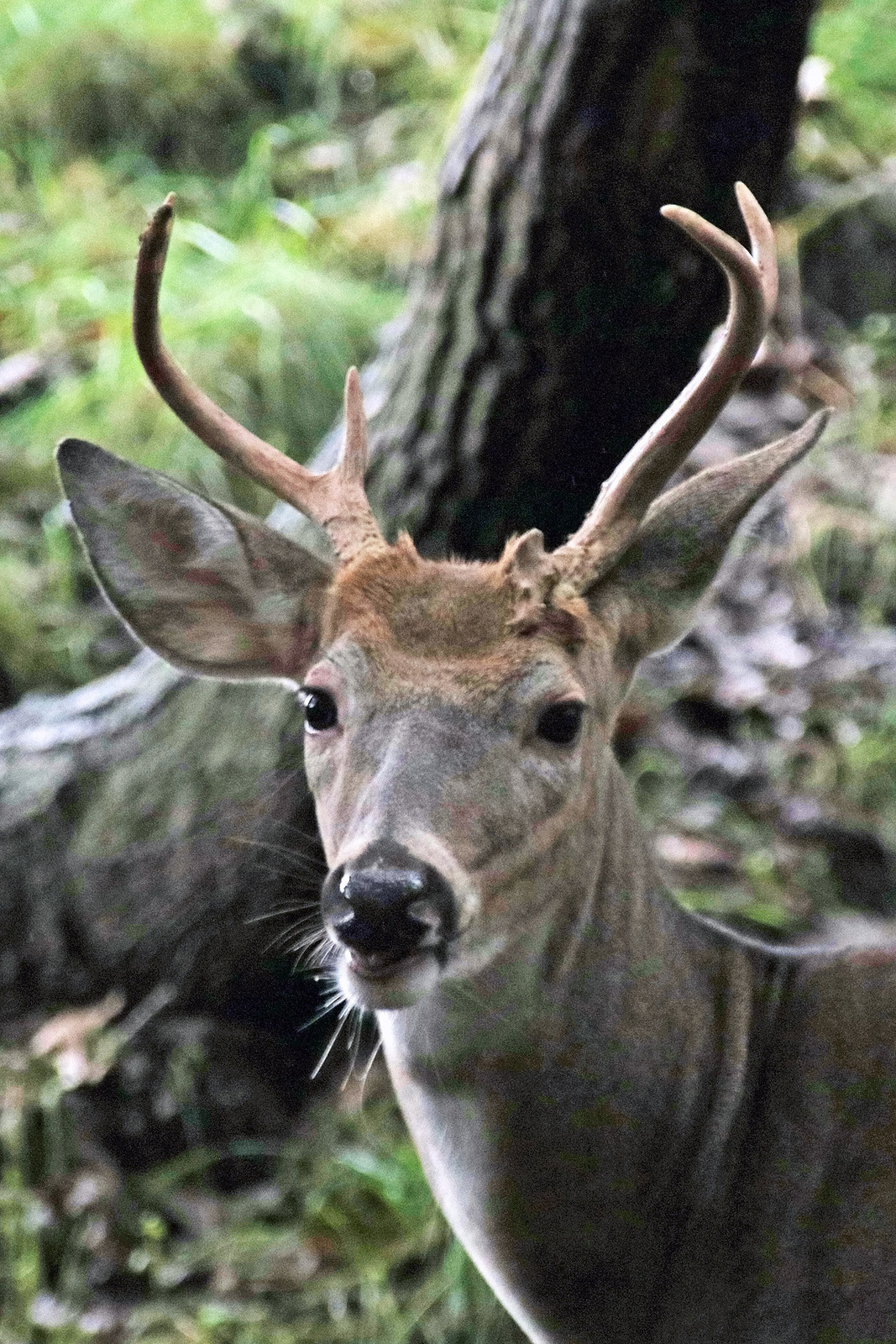 White tail in rain