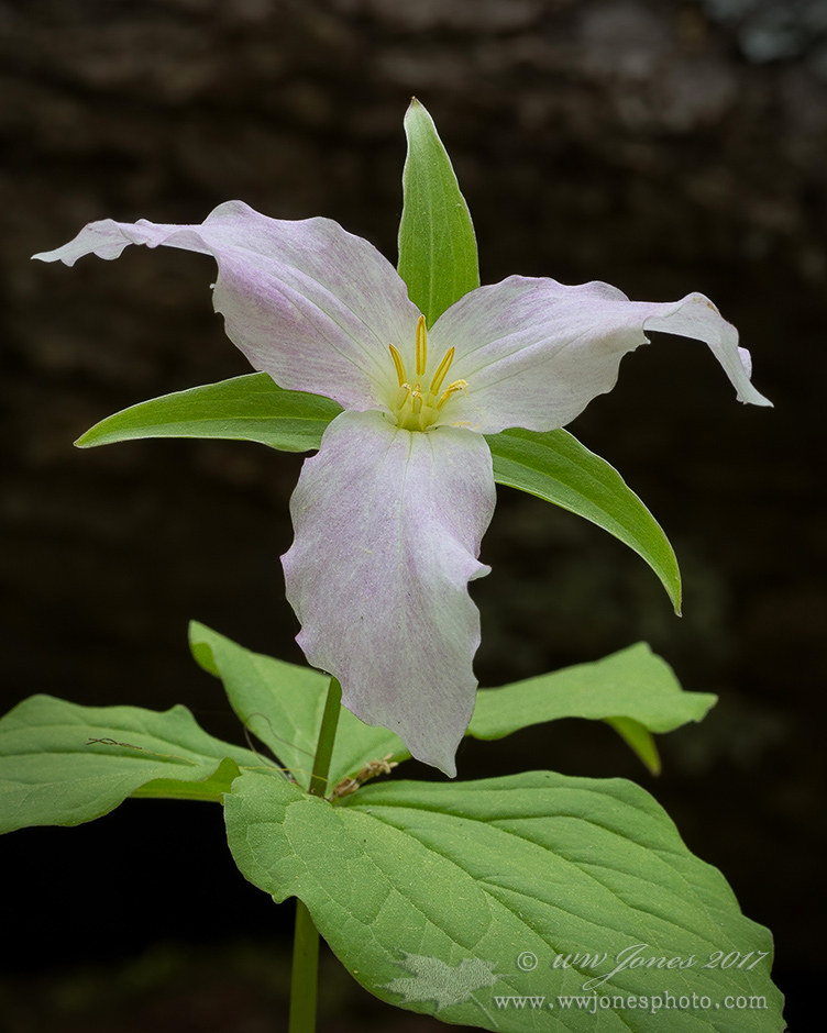 Pink White Trillium